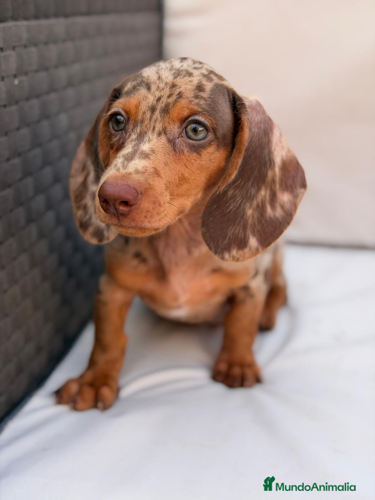 Teckel Miniatura perros TECKEL MINIATURA ARLEQUIN CHOCOLATE  - Anuncio 1