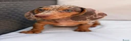 Teckel Miniatura perros en venta: TECKEL MINIATURA ARLEQUIN CHOCOLATE  - Anuncio 1