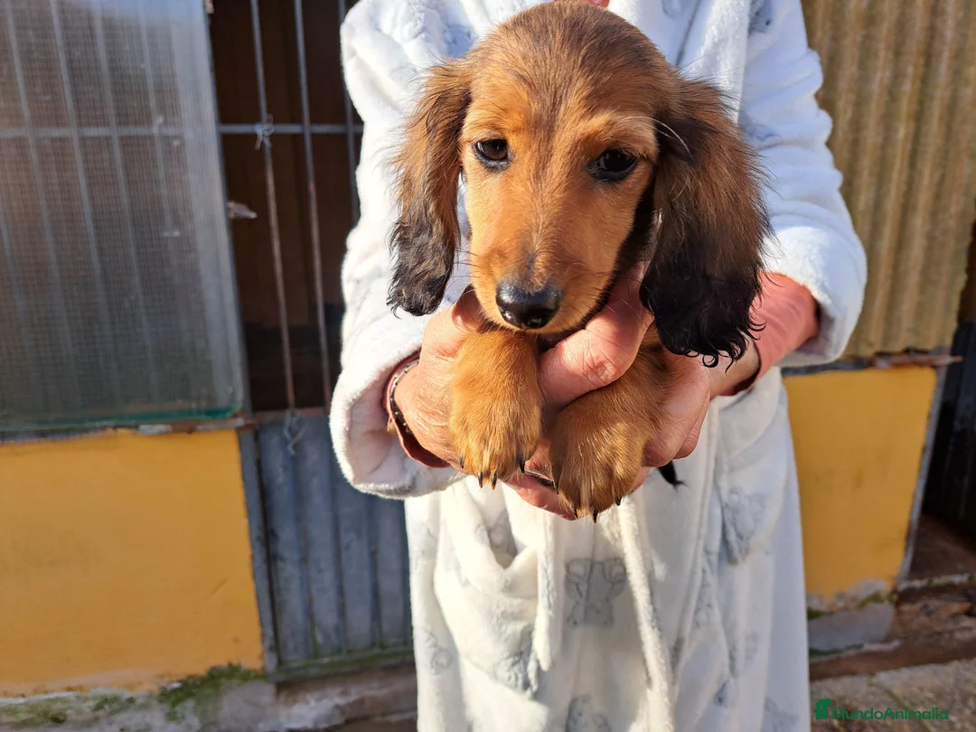 Teckel Miniatura perros en venta: Teckel miniatura de pelo largo  - Anuncio 5