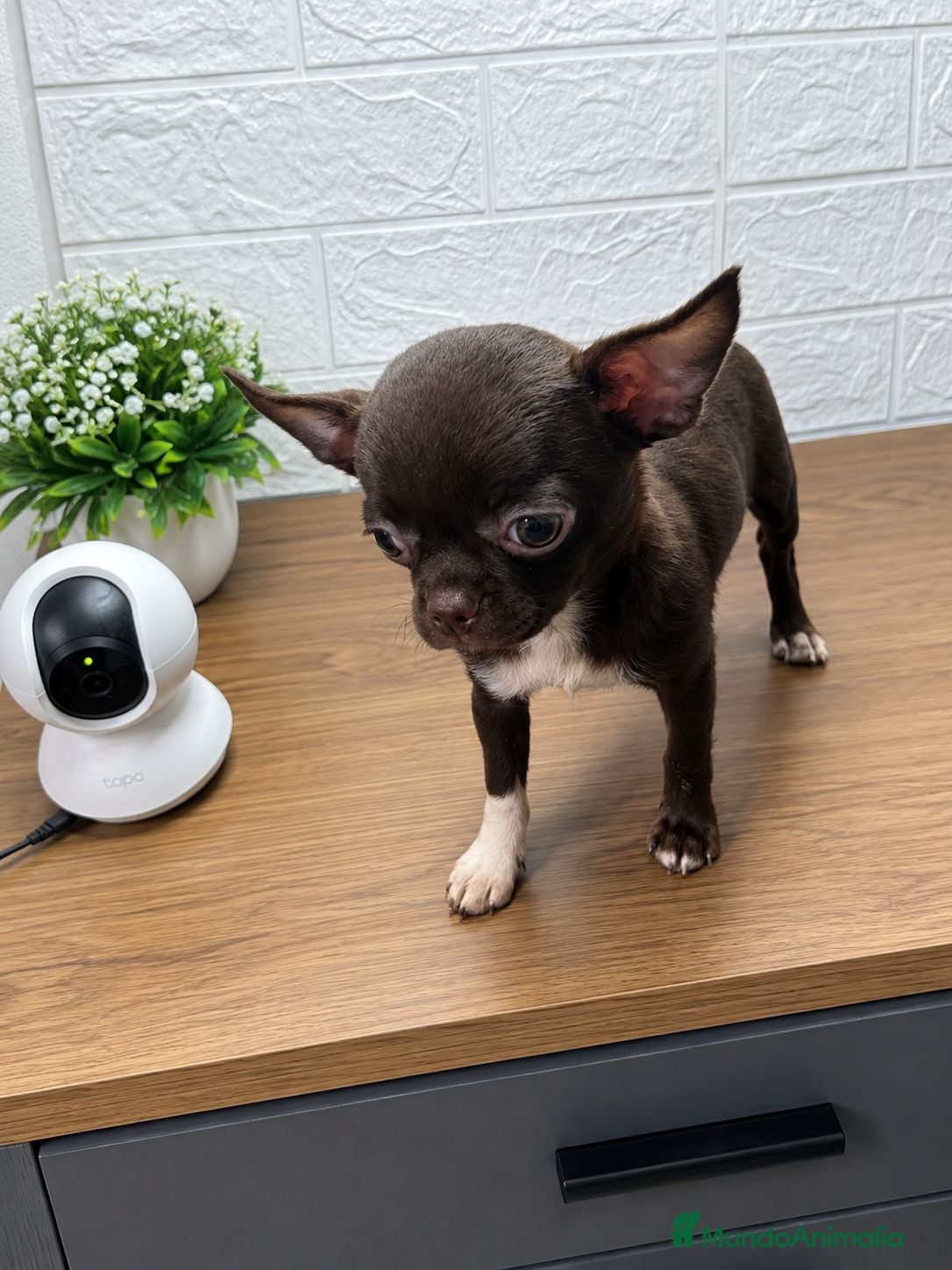 Chihuahua perros Chihuahuas 🍫 chocolates - Anuncio 3