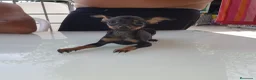 Ratón de Praga perros en venta: Cachorro de ratón de Praga  - Anuncio 23