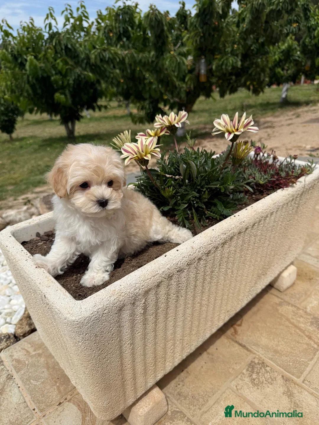 Maltipoo perros en venta: Maltipoo toy macho disponible  - Anuncio 7