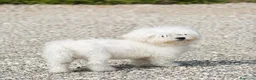 Bichón Maltés perros en venta: Bichon maltes - Anuncio 3