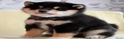 Shiba Inu perros en venta: SHIBA INU en Murcia - Anuncio 3
