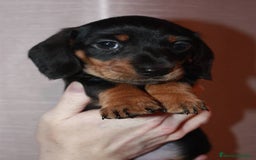 Teckel Miniatura perros en venta: TECKEL MALAGA  - Imagen 2