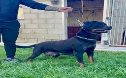 Rottweiler perros en venta: CACHORROS DE ROTTWEILER - Imagen 2