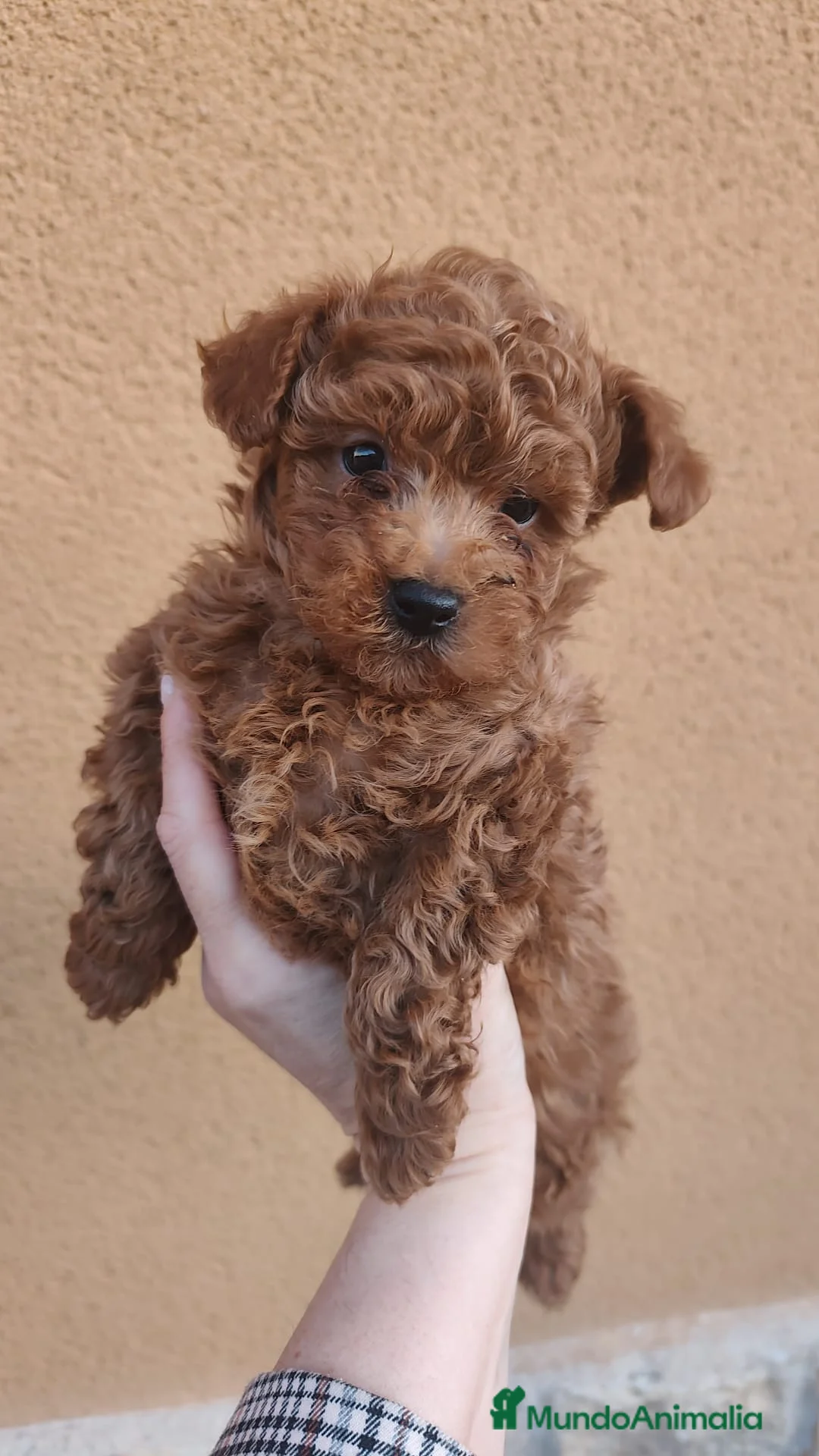 Caniche Toy perros en venta: DIAPONIBLE MACHO TOY ❤️ en Madrid - Anuncio 1