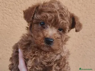 Caniche Toy perros DIAPONIBLE MACHO TOY ❤️ - Anuncio 1