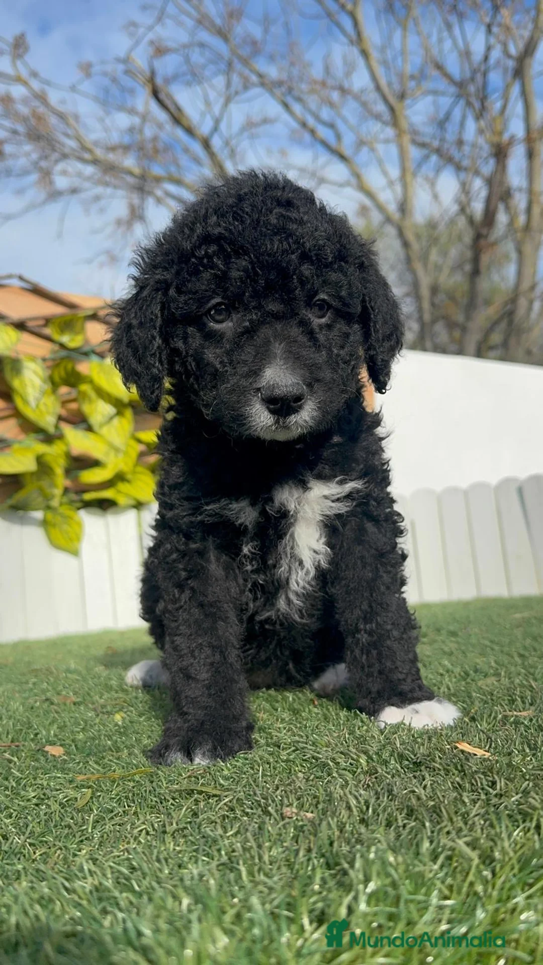 Perro de Agua Español perros en venta: PERRO DE AGUA ESPAÑOL-LISTO PARA ENTREGAR - Anuncio 9