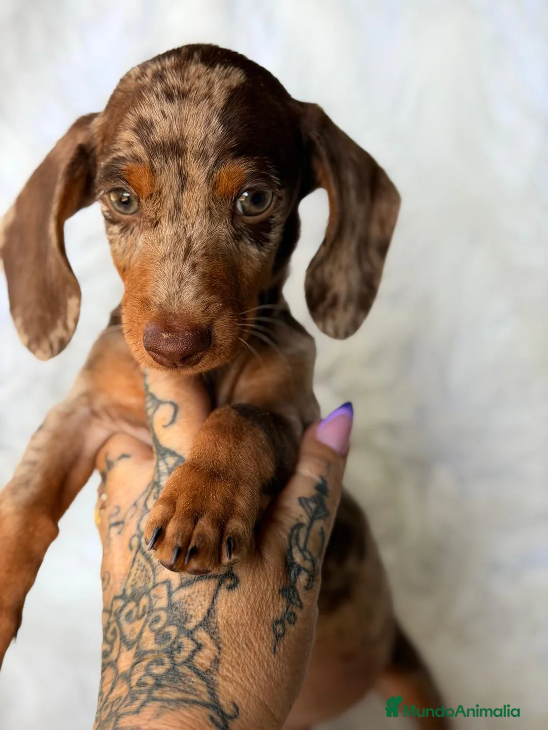 Teckel Miniatura perros en venta: TECKEL ARLEQUIN CHOCOLATE  - Anuncio 5