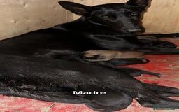 Pastor Belga Malinois perros en venta: Pastor Belga Malinois  - Imagen 6