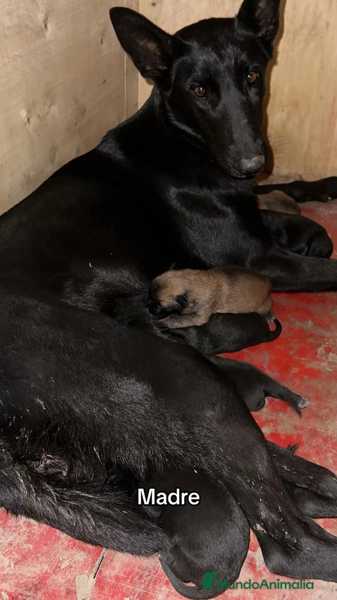 Pastor Belga Malinois perros en venta: Pastor Belga Malinois  - Imagen 6