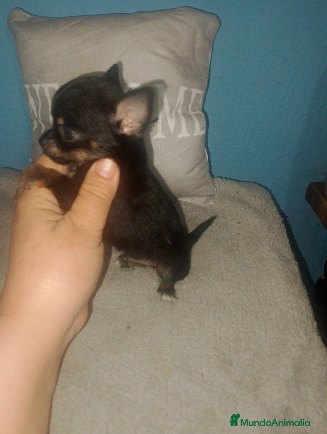 Chihuahua perros en venta: Camada para reservar  - Imagen 9