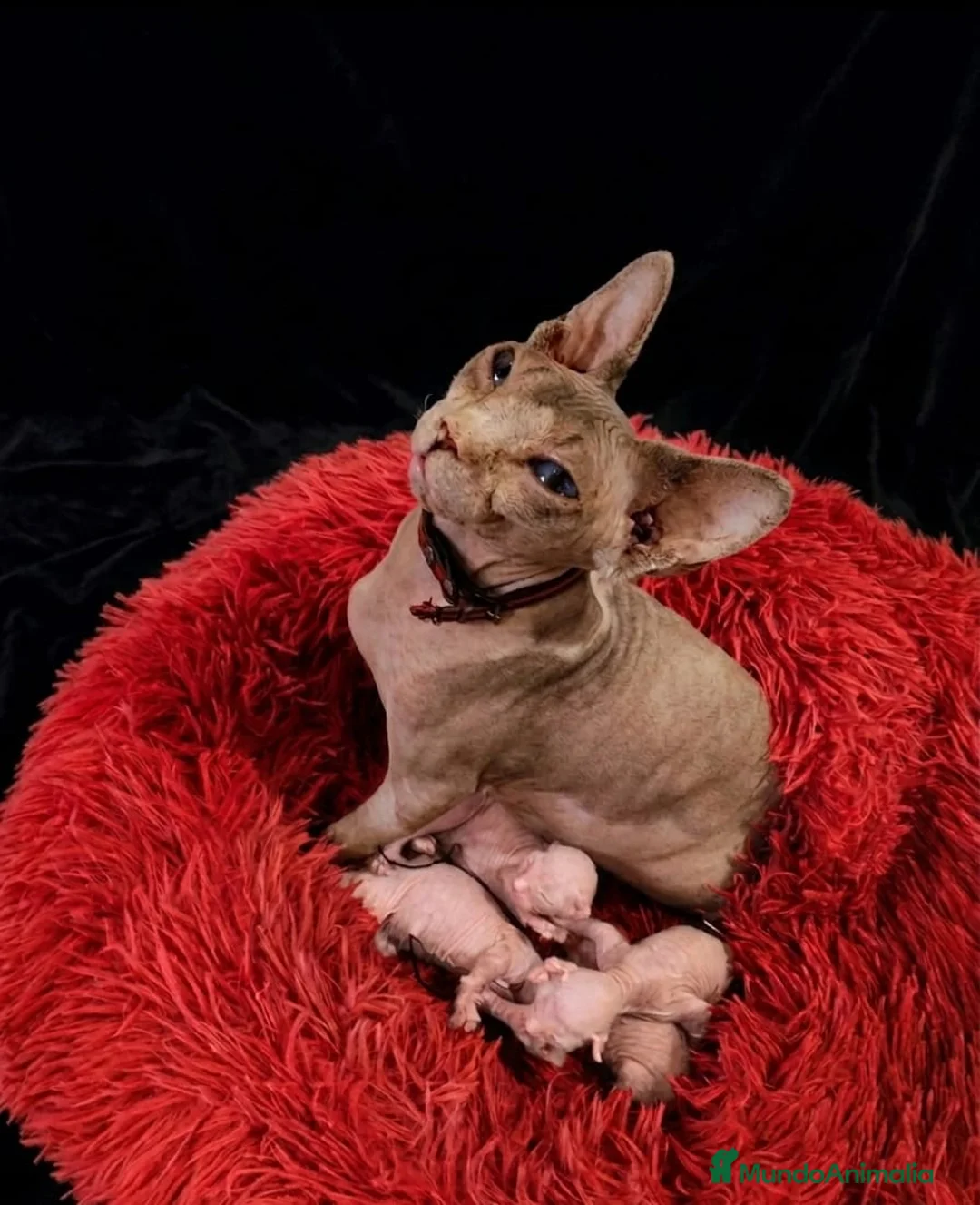Sphynx gatos en venta: Preciosa camada de SPHYNX  - Anuncio 1