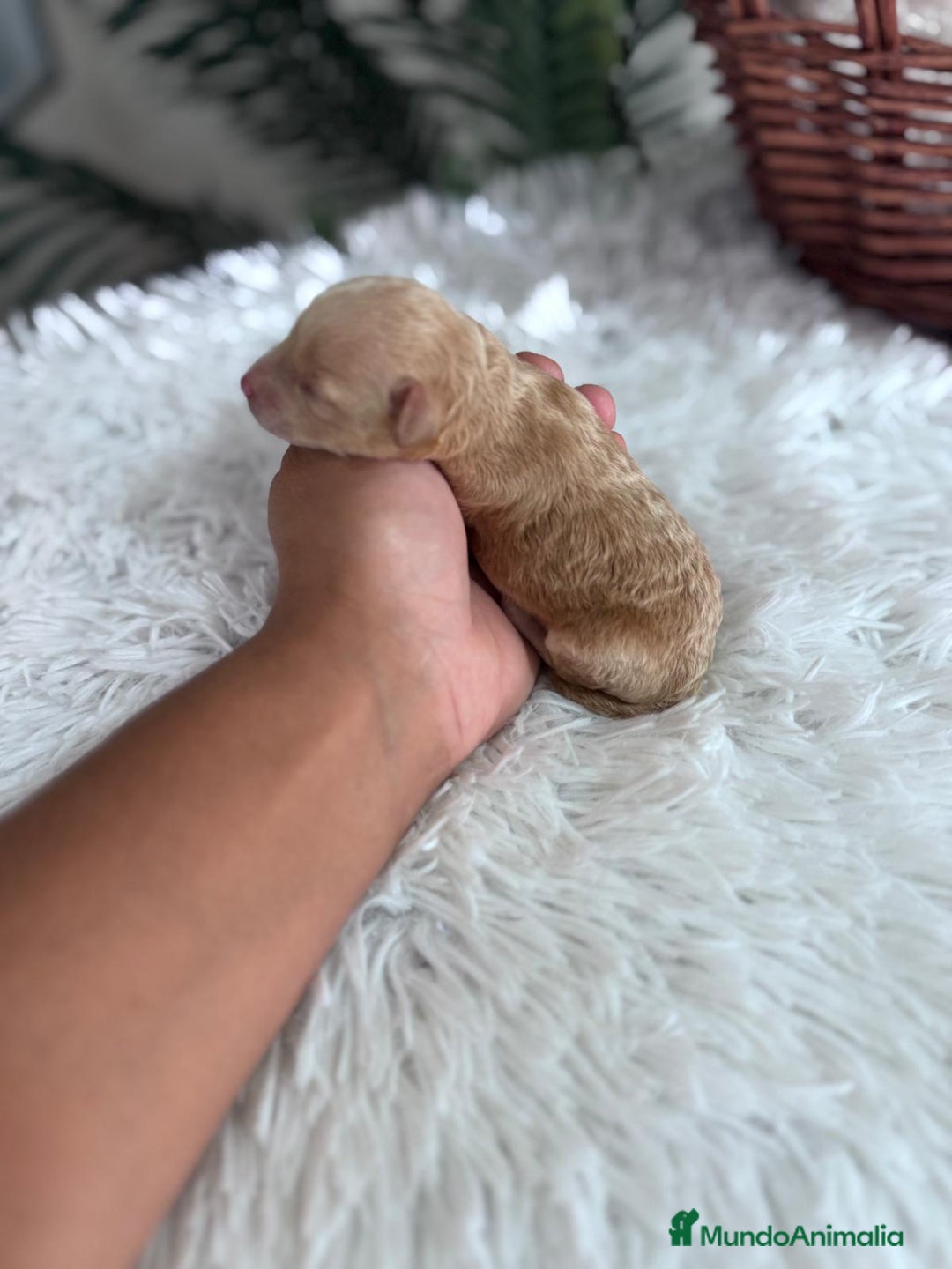 Caniche Toy perros en venta: CANICHE TOY HEMBRA Mascotas del sur - Imagen 7