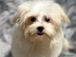 Bichón Maltés perros en Barcelona - Anuncio 28