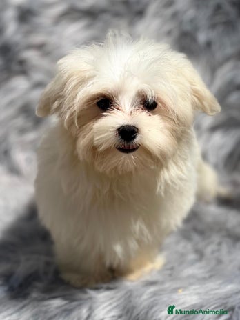 Bichón Maltés perros en Barcelona - Anuncio 6