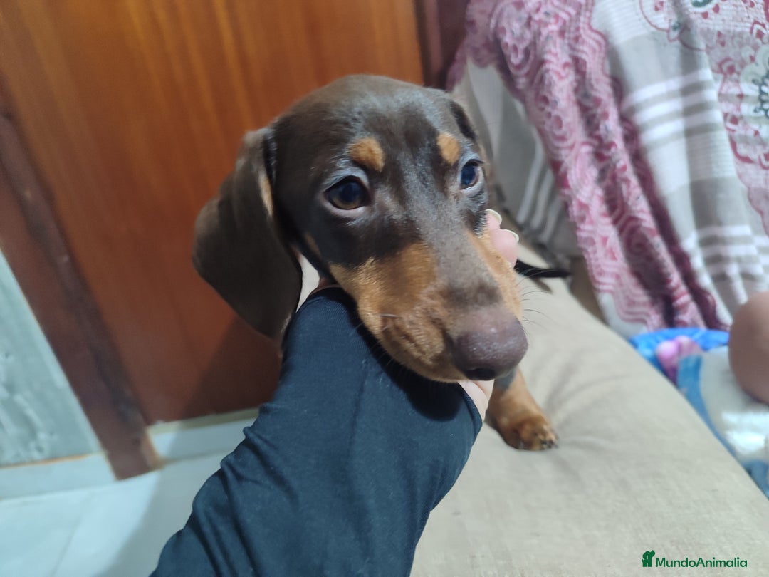 Teckel perros en venta: Teckel kaniche precio real - Anuncio 1