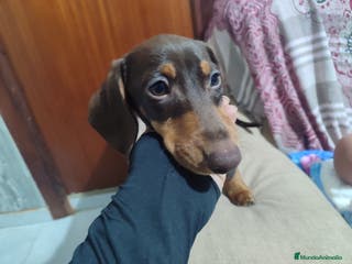 Teckel perros Teckel kaniche precio real - Anuncio 1