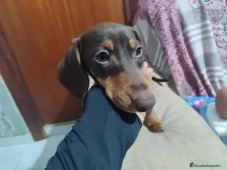 Teckel perros Teckel kaniche precio real - Anuncio 6