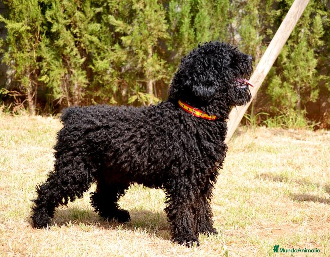 Perro de Agua Español perros en venta: Camada perro de agua español  - Anuncio 25