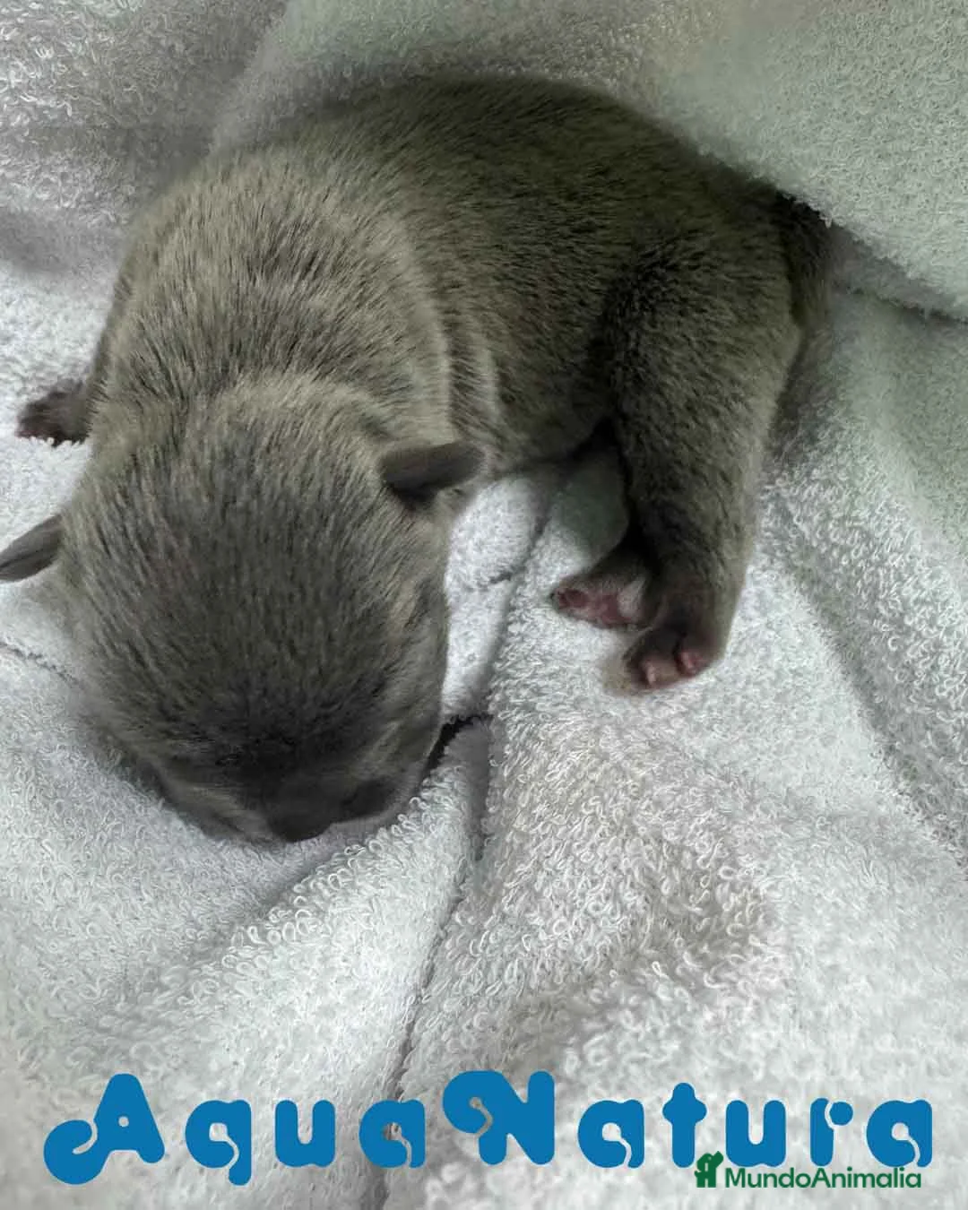 Bulldog Francés perros en venta:  Bulldog Frances Macho de Etrea AQUANATURA - Anuncio 4