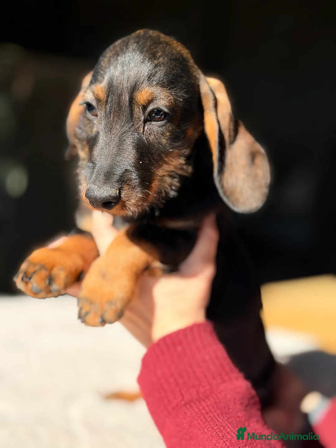 Teckel Miniatura perros en venta: Teckel jabalí macho  - Anuncio 1