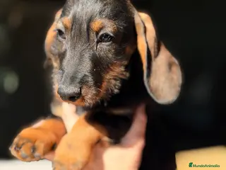 Teckel Miniatura perros Teckel jabalí macho - Anuncio 5