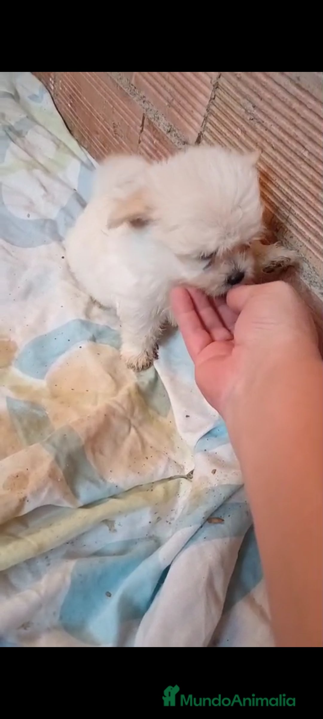 Pomerania perros en venta: LULU POMERANIA MINIS - Imagen 3