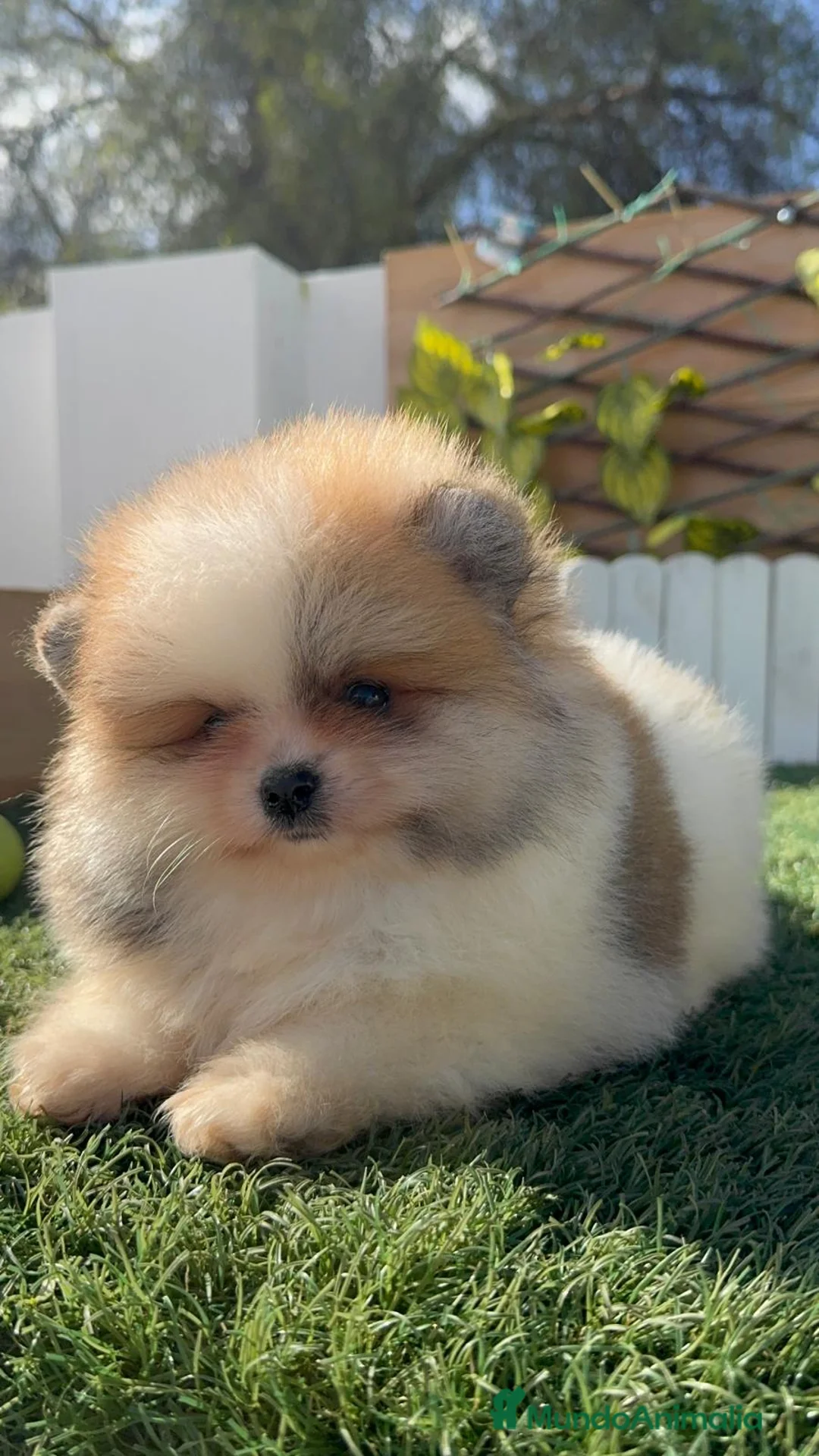 Pomerania perros en venta: POMERANIA - Anuncio 7