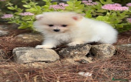 Pomerania perros en venta: Pomerania macho  - Imagen 1