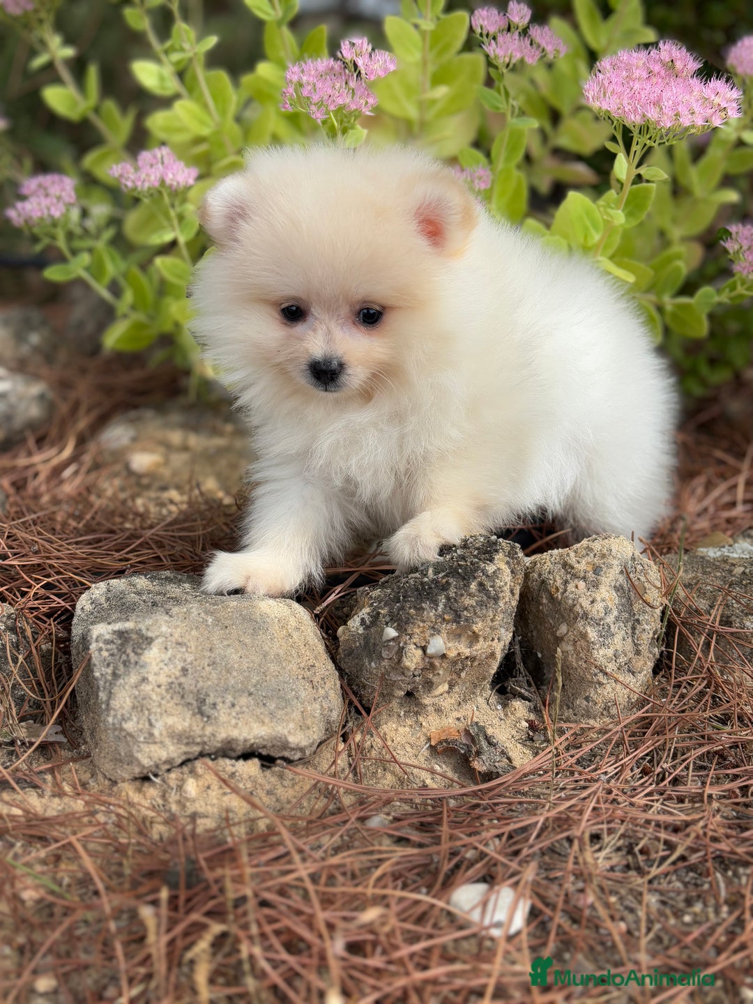 Pomerania perros en venta: Pomerania macho  - Imagen 1