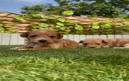 Caniche Toy perros en venta: CANICHE TOY MACHO - Imagen 5