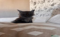 Maine Coon gatos en venta: Maine Coon Macho - Imagen 2