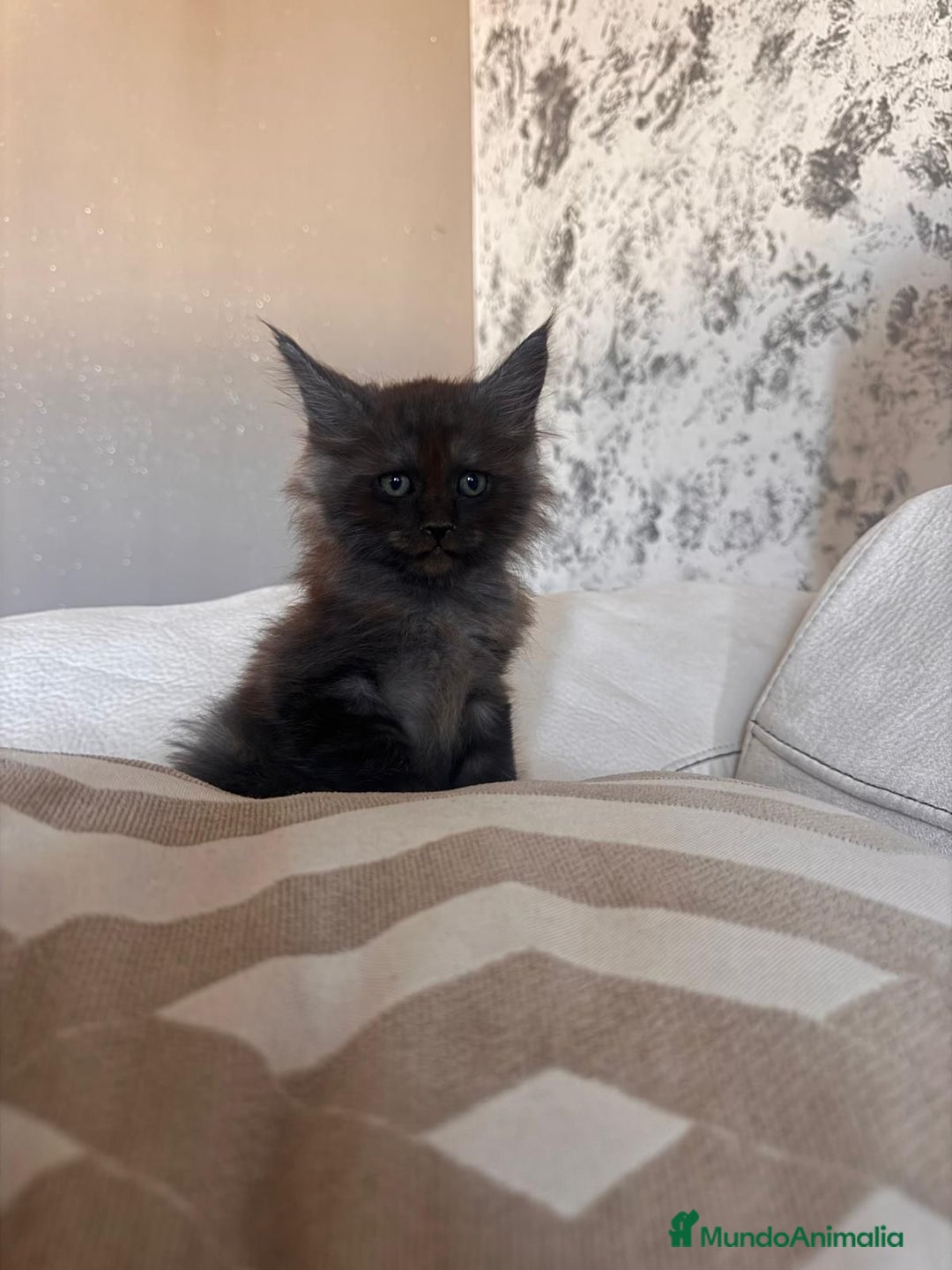 Maine Coon gatos en venta: Maine Coon Macho - Imagen 2