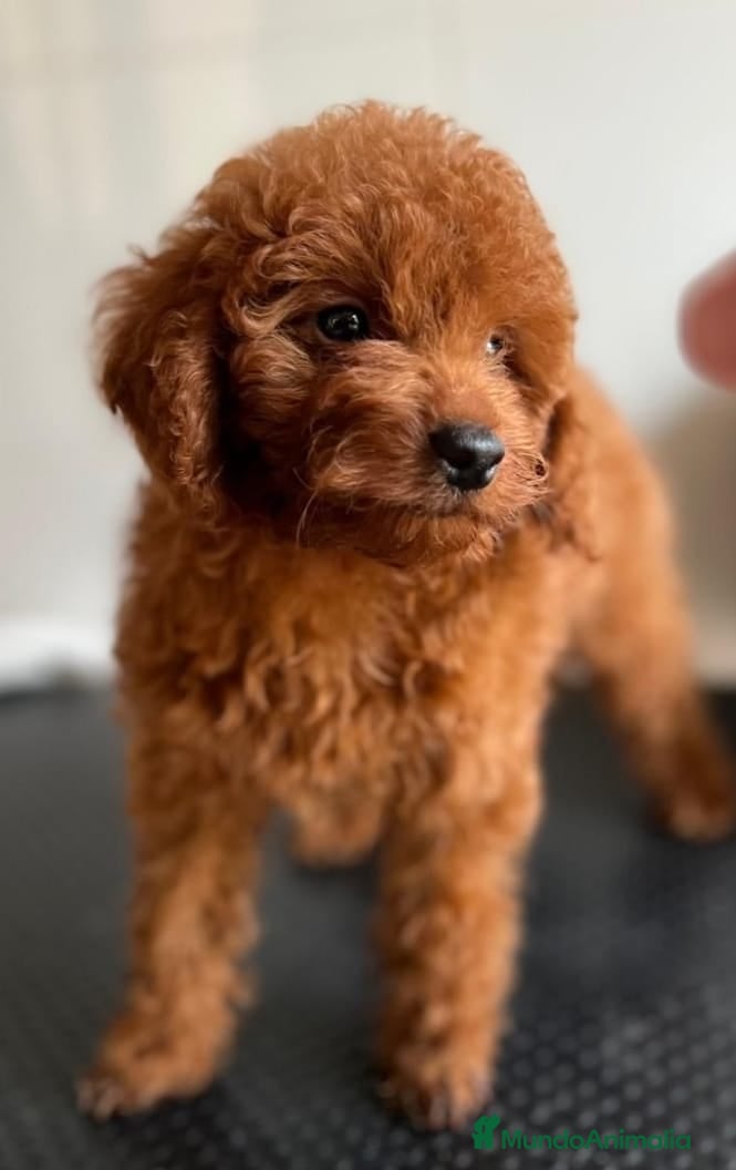 Caniche Toy perros Caniches rojo pimentón machos  - Anuncio 26