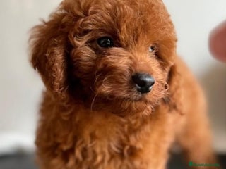 Caniche Toy perros - Anuncio 5