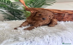 Caniche Toy perros en venta: CANICHE TOY ROJO MCHO, ENVIO A TODA ESPAÑA - Imagen 4