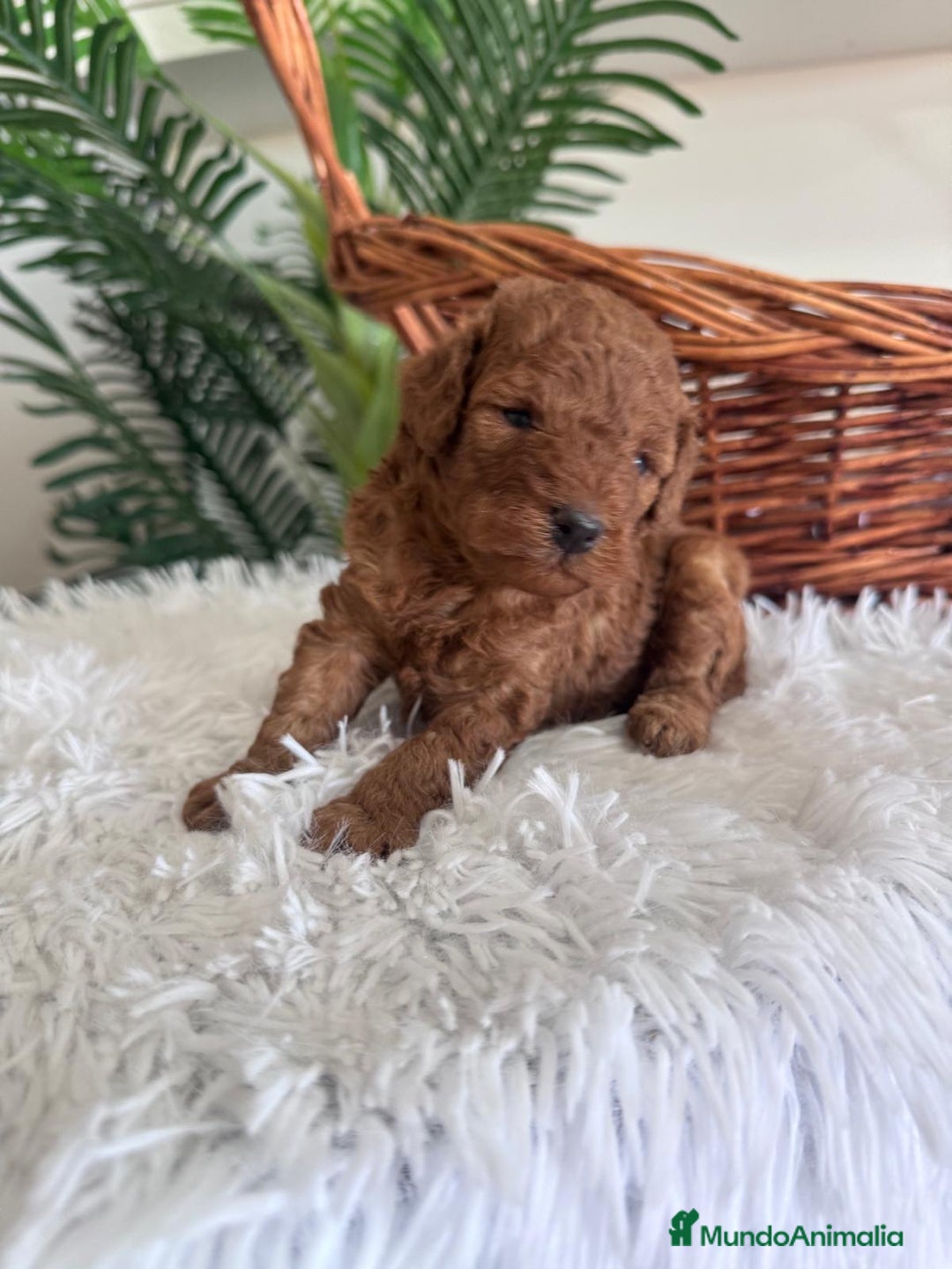 Caniche Toy perros en venta: CANICHE TOY ROJO MCHO, ENVIO A TODA ESPAÑA - Imagen 4