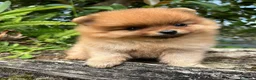 Pomerania perros en venta: pomeranias mini  - Anuncio 2
