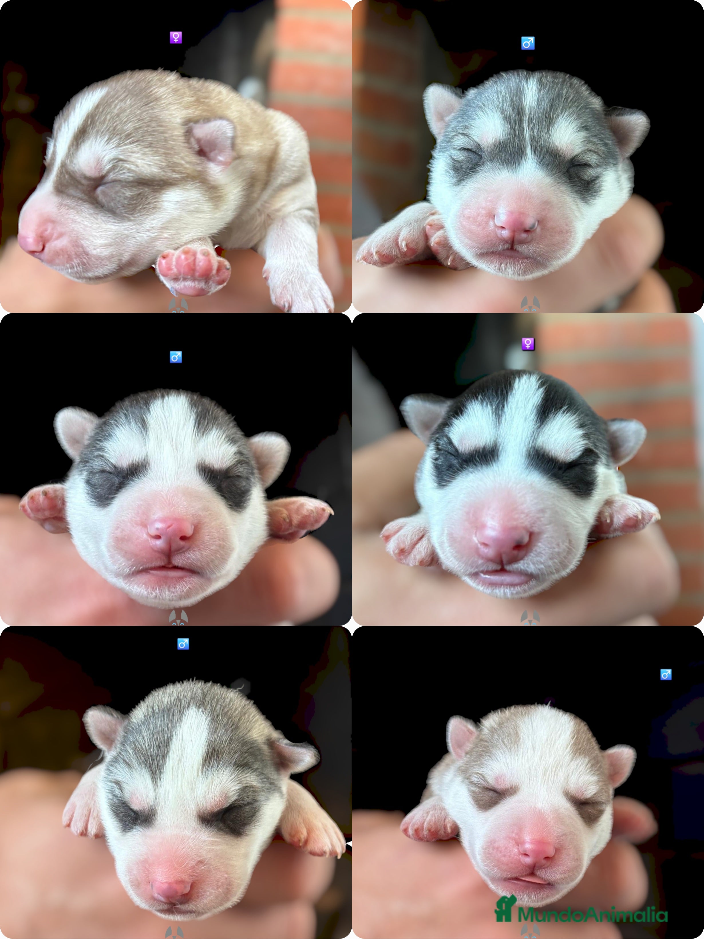 Husky Siberiano perros IDEAL CAMADA HUSKY - Anuncio 3