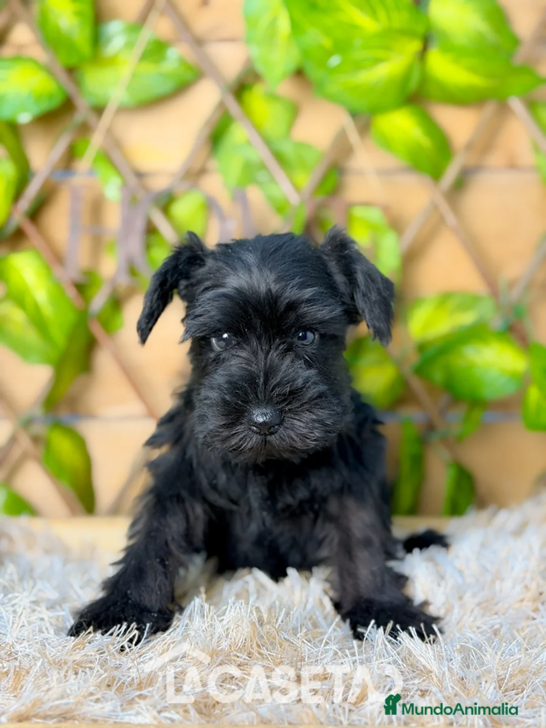 Schnauzer Miniatura perros en venta: Camada de Niki  - Anuncio 5