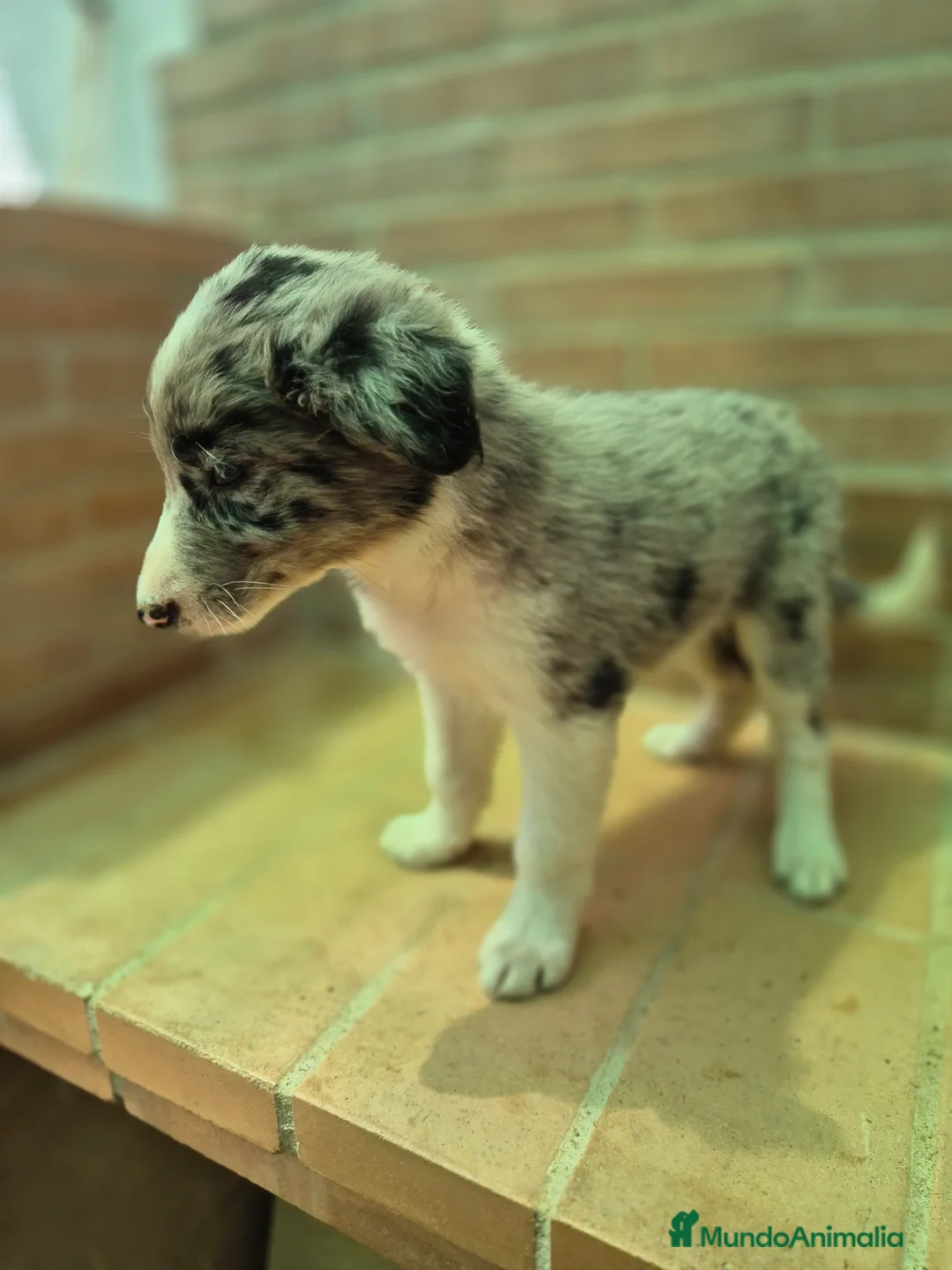 Border Collie perros en venta: Border collie merles y negro y blanco  - Anuncio 2