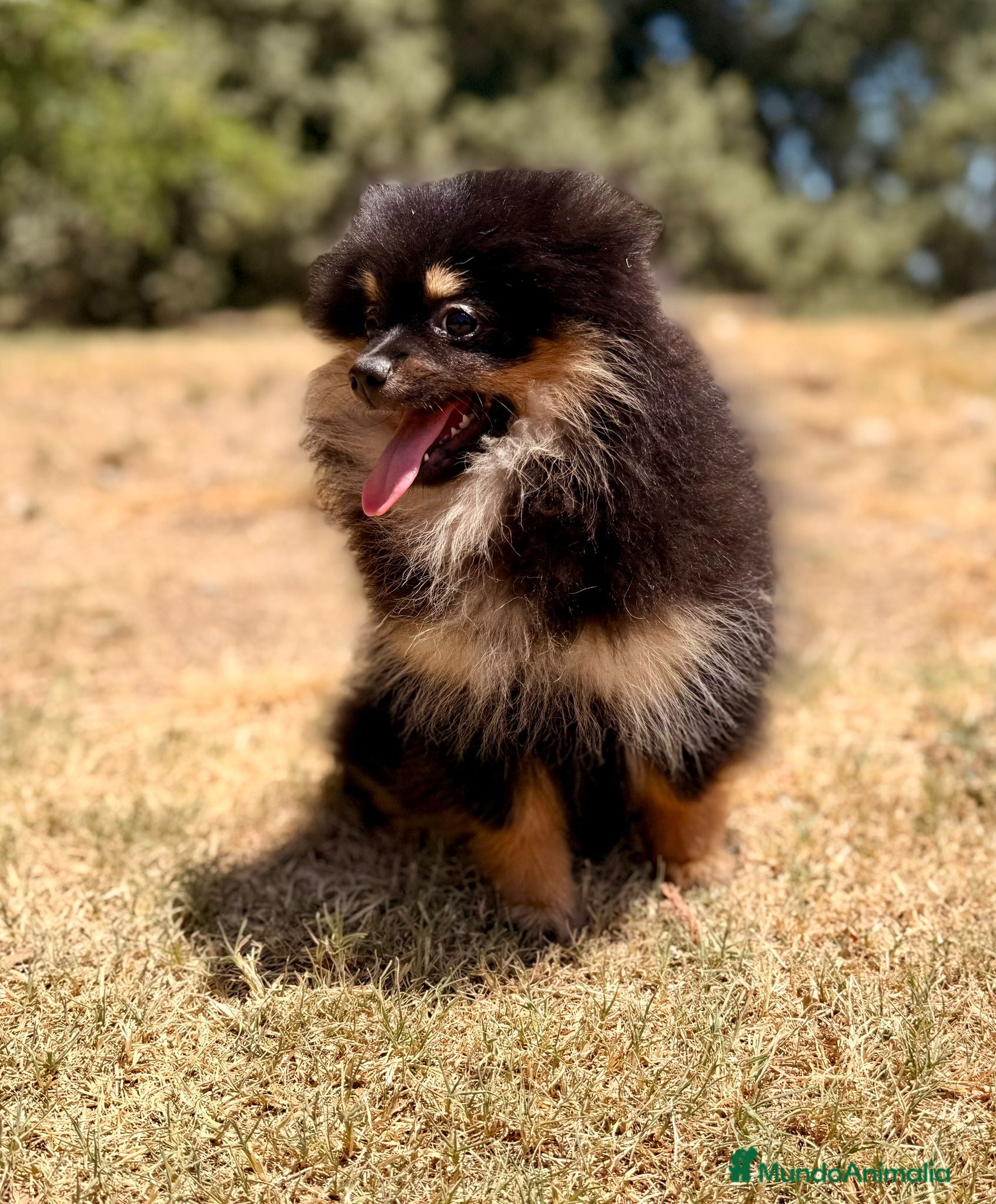 Pomerania perros POMERANIA BLACK AND TAN  - Anuncio 7