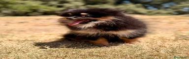 Pomerania Cachorro 2