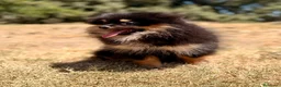 Pomerania perros en venta: POMERANIA BLACK AND TAN  - Anuncio 1