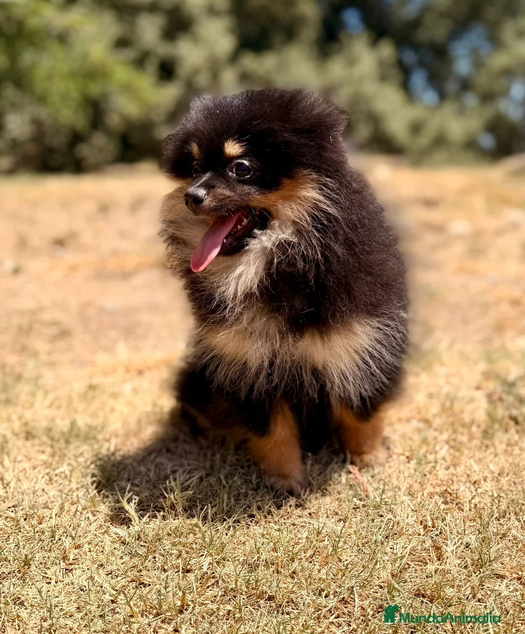 Pomerania perros en venta: POMERANIA BLACK AND TAN  - Anuncio 1