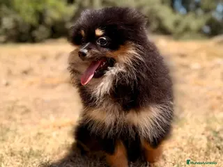 Pomerania perros POMERANIA BLACK AND TAN - Anuncio 20