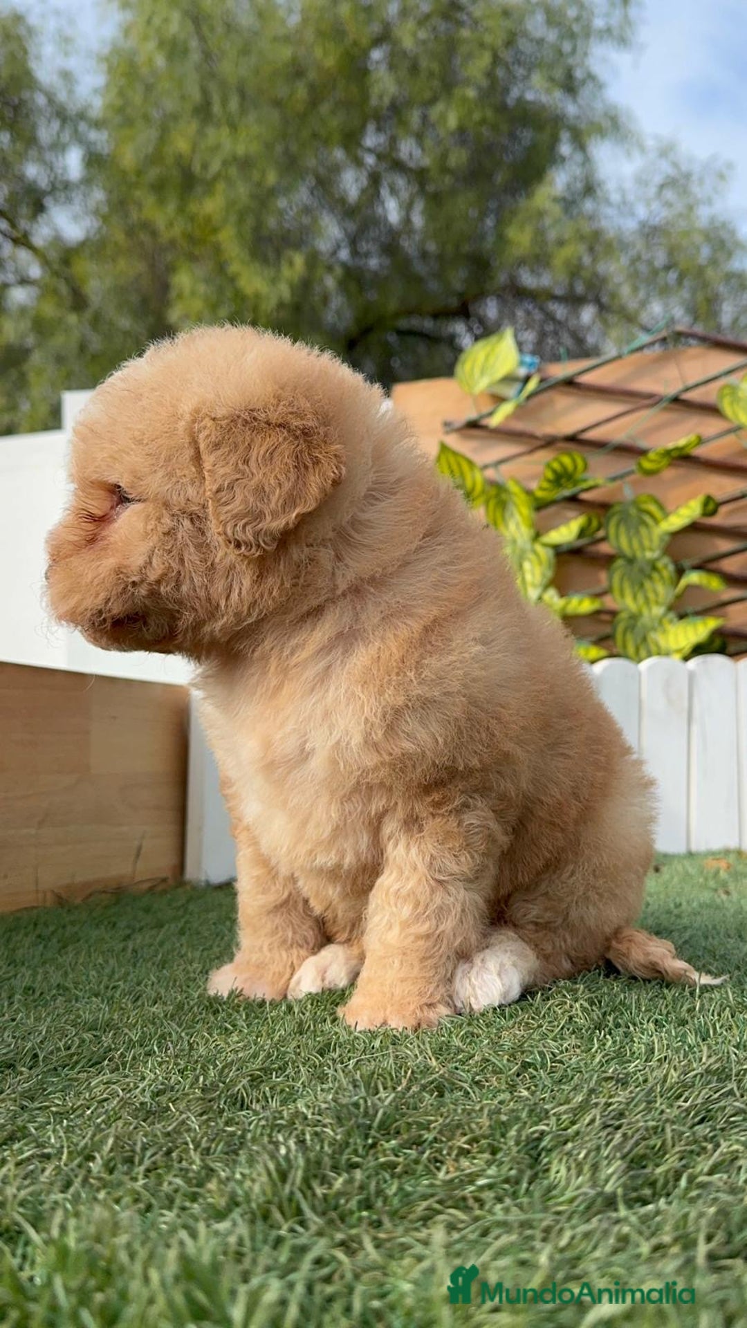 Perro de Agua Español perros en venta: PERRO DE AGUA ESPAÑOL - Anuncio 5