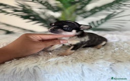 Chihuahua perros en venta: CHIHUAHUA MERLE HEMBRA - Imagen 6